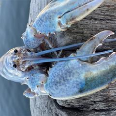 Cotton Candy Lobster  - Get Maine Lobster with Allison+Partners