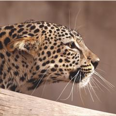 The Inaugural Arabian Leopard Day  - The Royal Commission for AlUla (RCU)  with Hill   Knowlton Strategies