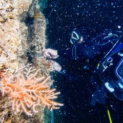 Symphony of Corals ( 1 Breath to the Sea) - Anadolu Efes with Weber Shandwick MENAT
