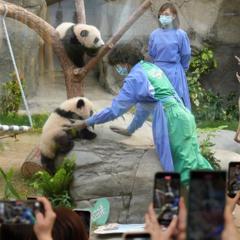 The Panda Wonder - Ocean Park Hong Kong with Ogilvy Hong Kong